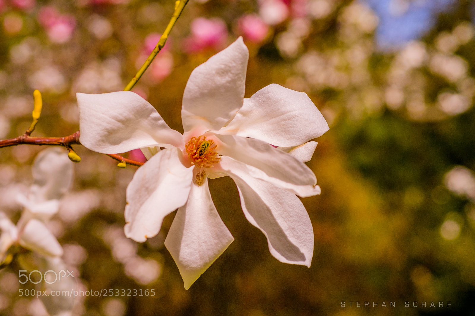 Fujifilm X-T10 sample photo. Springflower ii photography