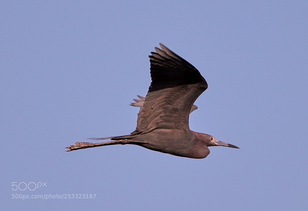 Canon EOS-1D X Mark II sample photo. 04-12-18-0011981.jpg photography