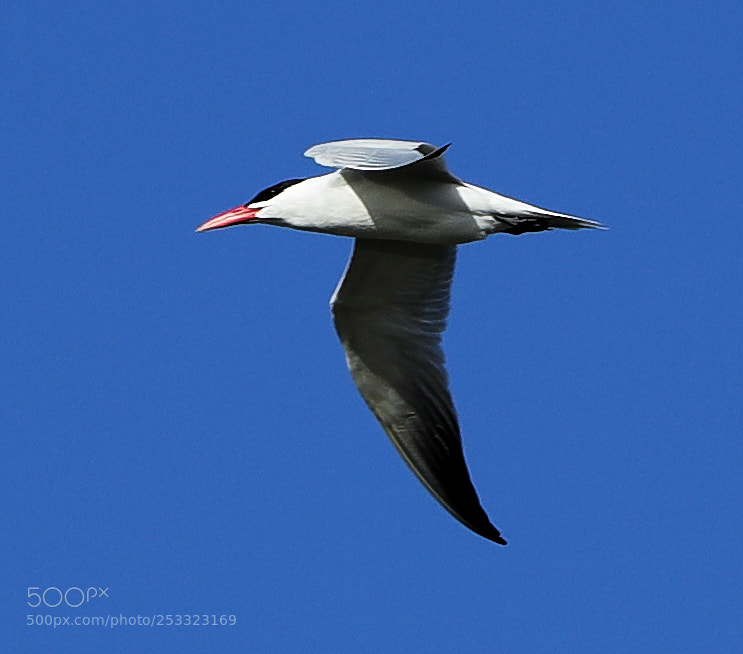 Canon EOS-1D X Mark II sample photo. 04-12-18-0011980.jpg photography