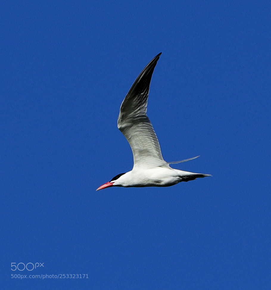 Canon EOS-1D X Mark II sample photo. 04-12-18-0011979.jpg photography