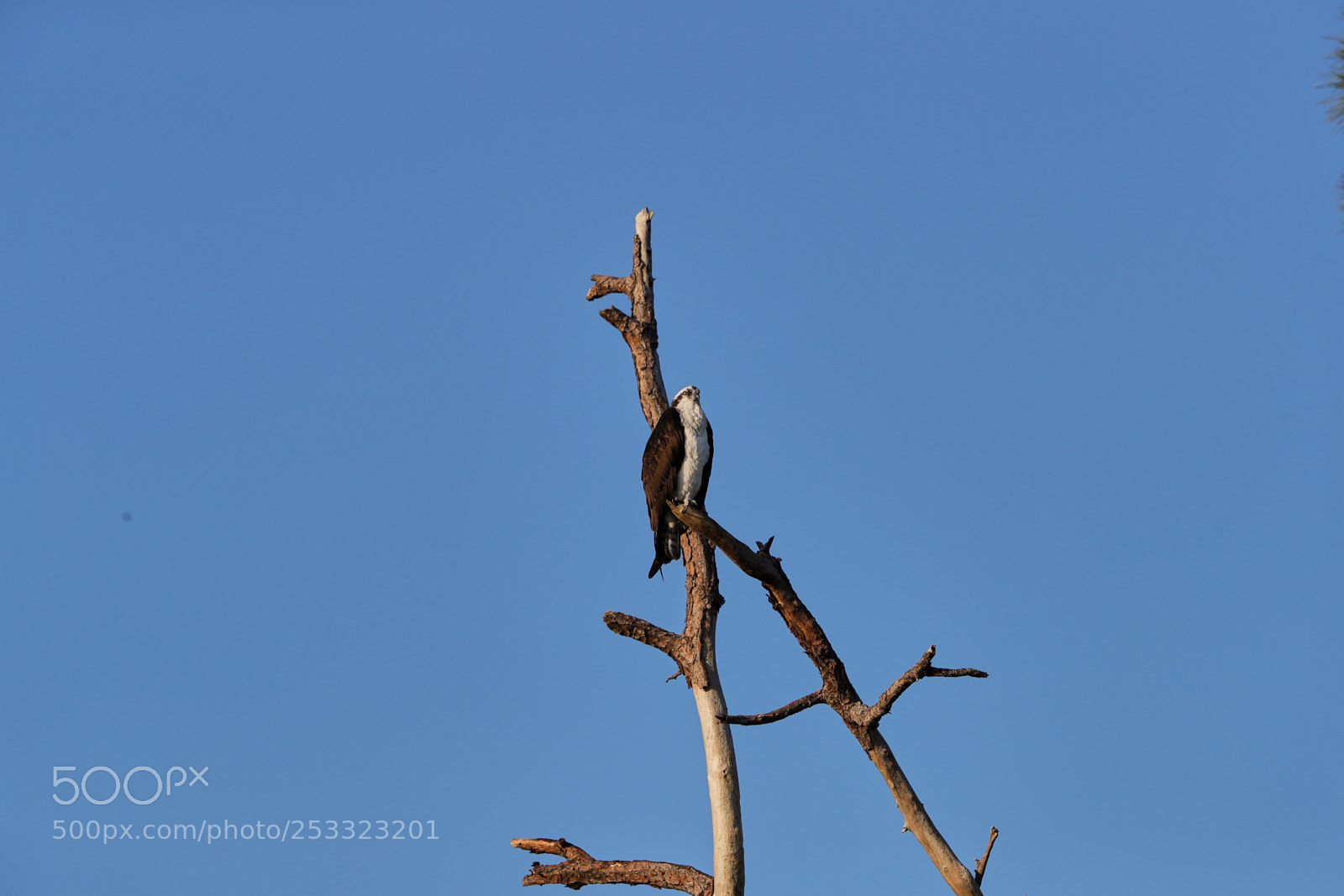 Canon EOS-1D X Mark II sample photo. 04-12-18-0012008.jpg photography