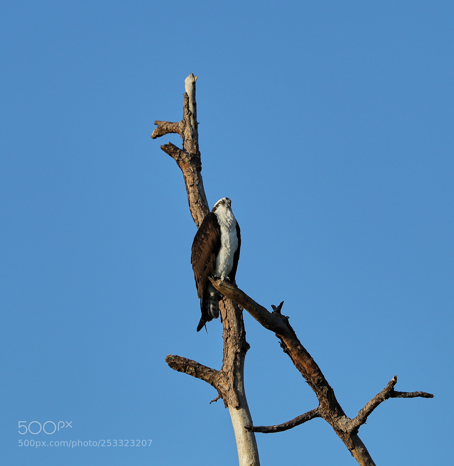 Canon EOS-1D X Mark II sample photo. 04-12-18-0012006.jpg photography