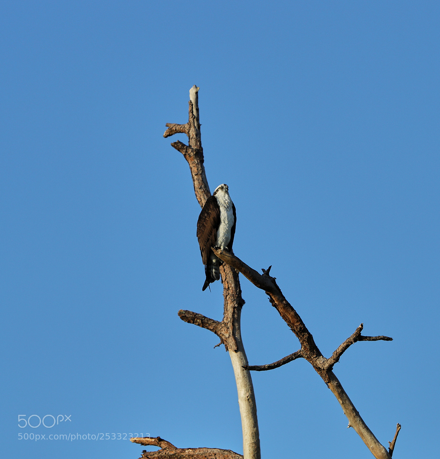 Canon EOS-1D X Mark II sample photo. 04-12-18-0012004.jpg photography