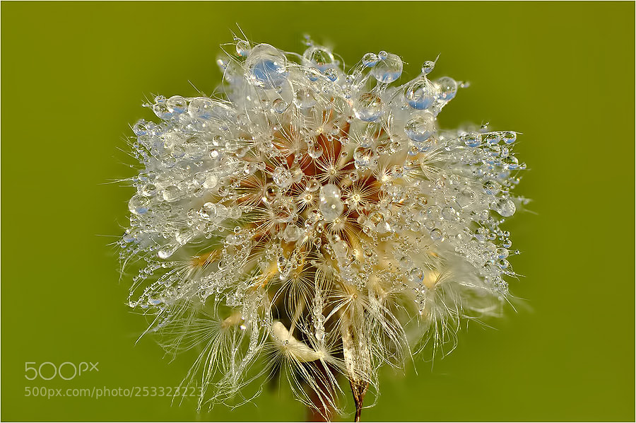Nikon D90 sample photo. . photography