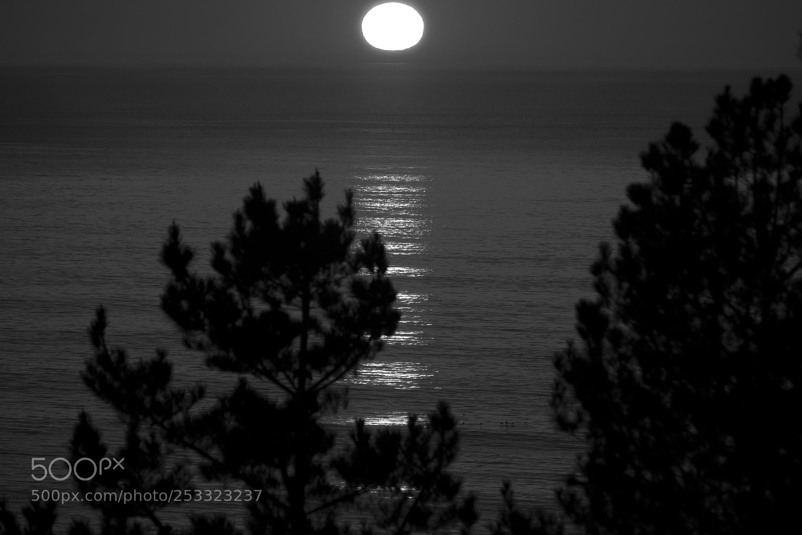 Nikon D800E sample photo. B&w sundown photography