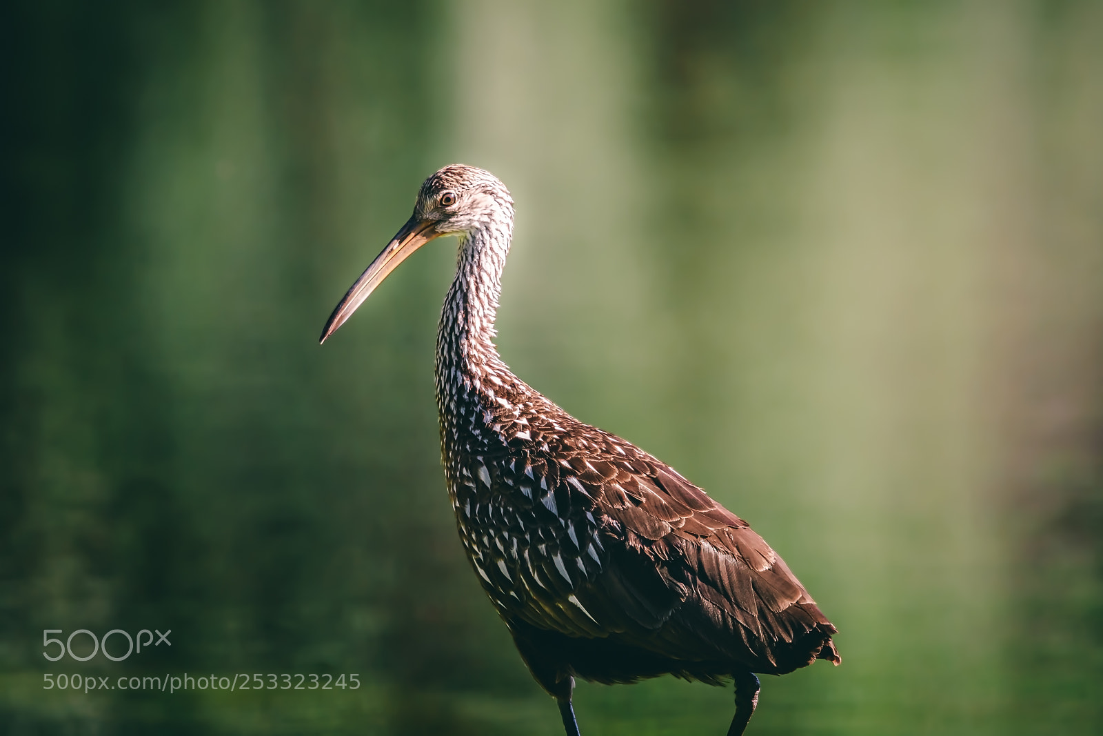 Canon EOS 5D Mark IV sample photo. Limpkin photography