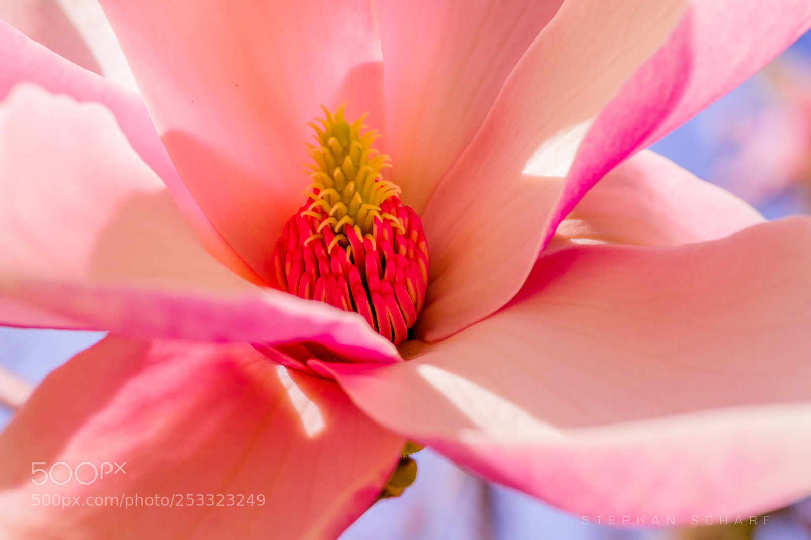 Fujifilm X-T10 sample photo. Magnolia photography
