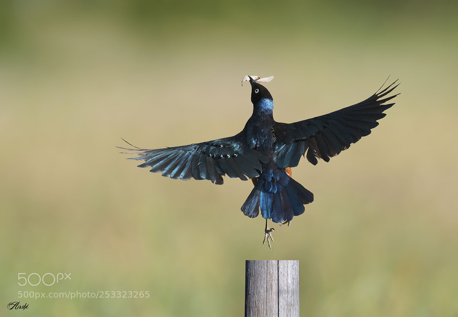 Nikon D5 sample photo. Super starling...... photography