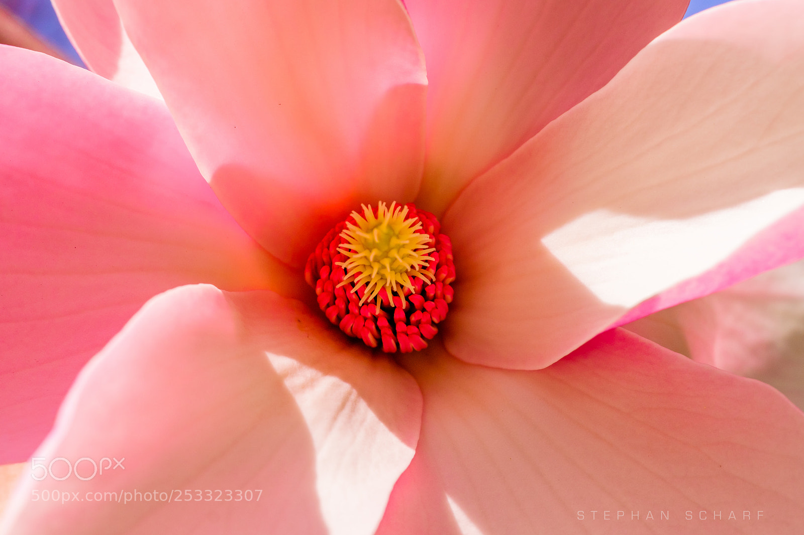 Fujifilm X-T10 sample photo. Magnolia ii photography