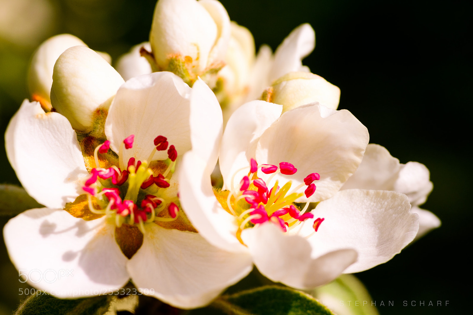 Fujifilm X-T10 sample photo. Snow peach photography