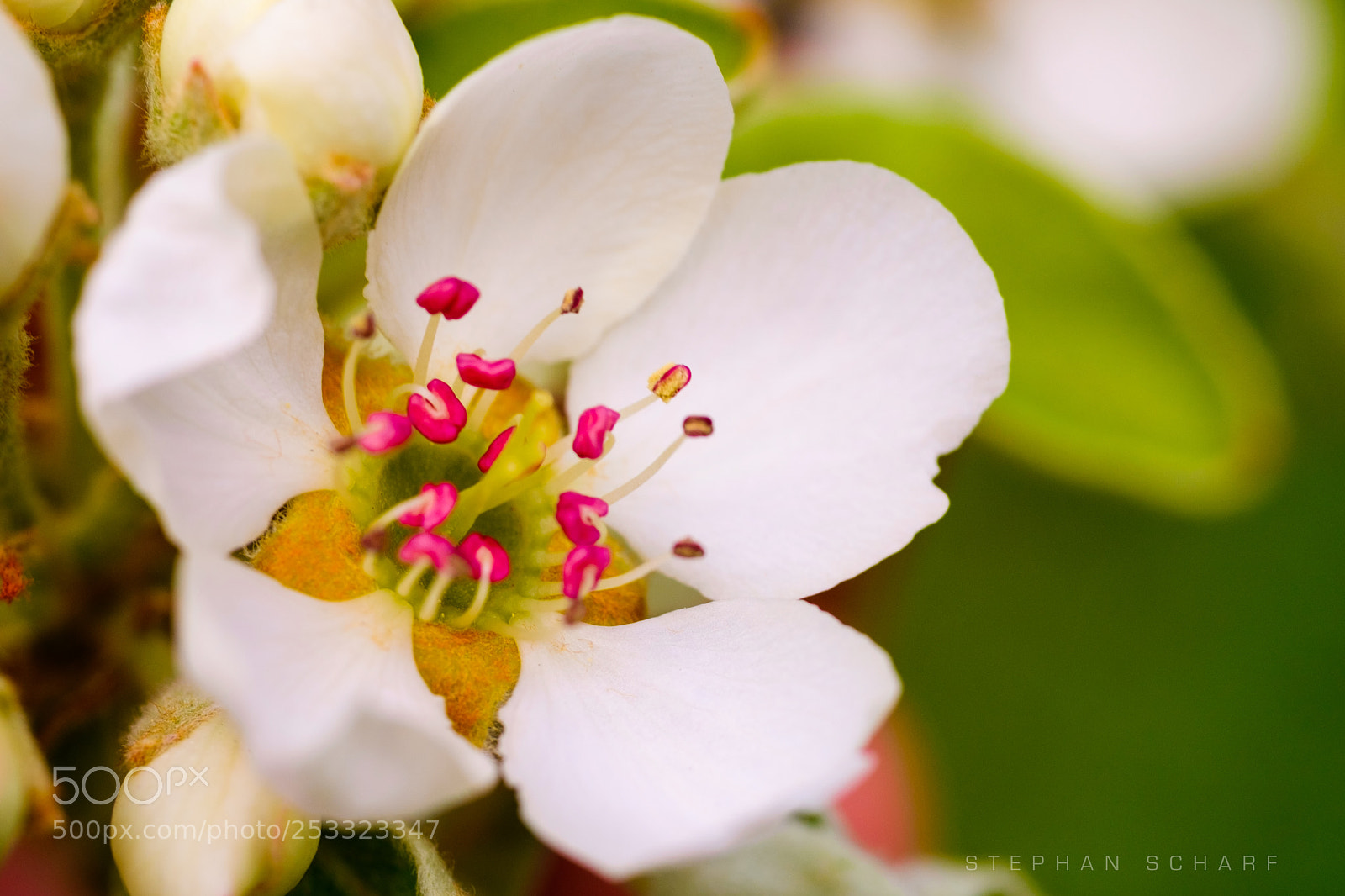 Fujifilm X-T10 sample photo. Snow peach ii photography