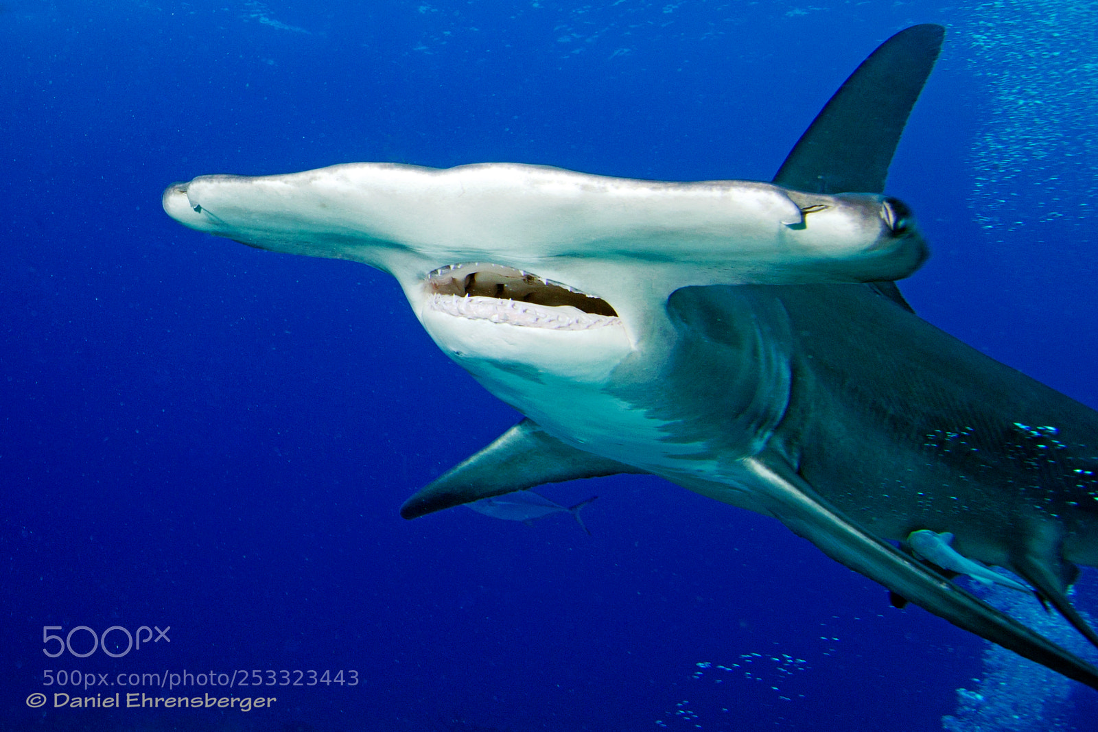 Canon EOS 550D (EOS Rebel T2i / EOS Kiss X4) sample photo. Great hammerhead at close photography