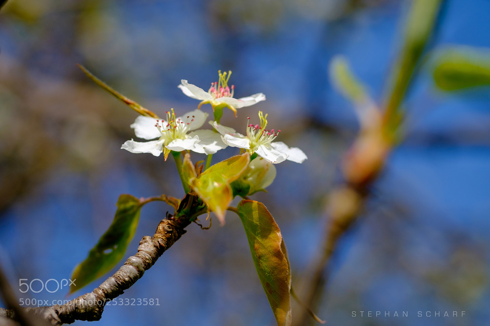 Fujifilm X-T10 sample photo. Nashi peach photography