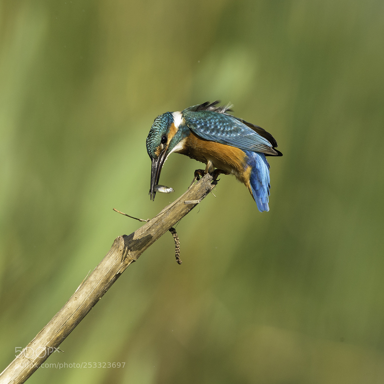 Canon EOS-1D X sample photo. Ijsvogel photography