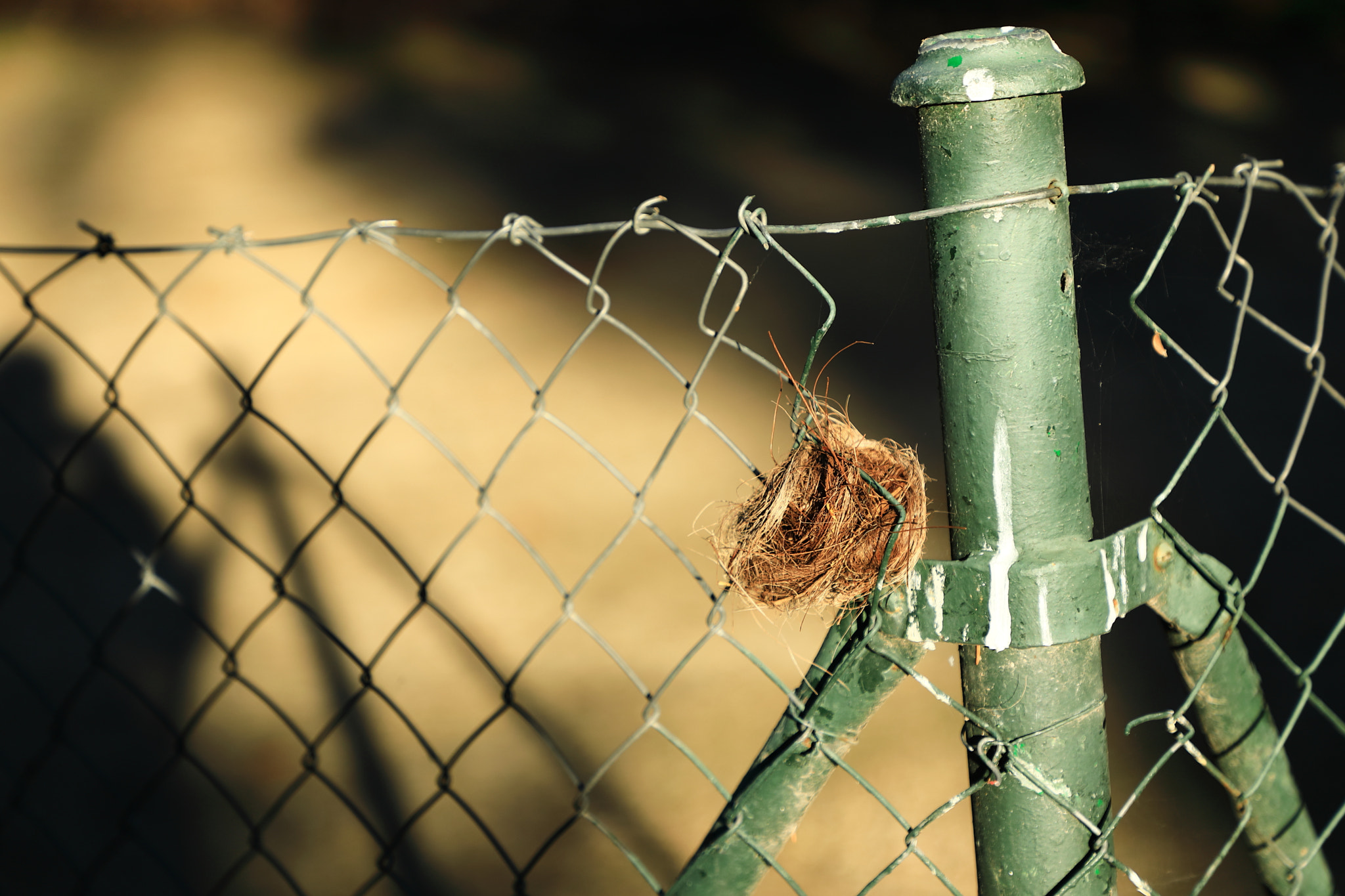 Canon EF 24-105mm F4L IS II USM sample photo. Weeds photography