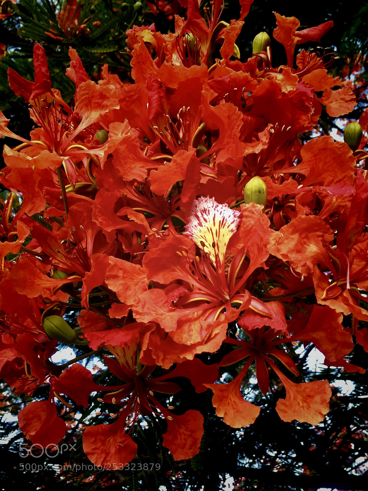 Apple iPhone SE sample photo. Red color flowers on photography