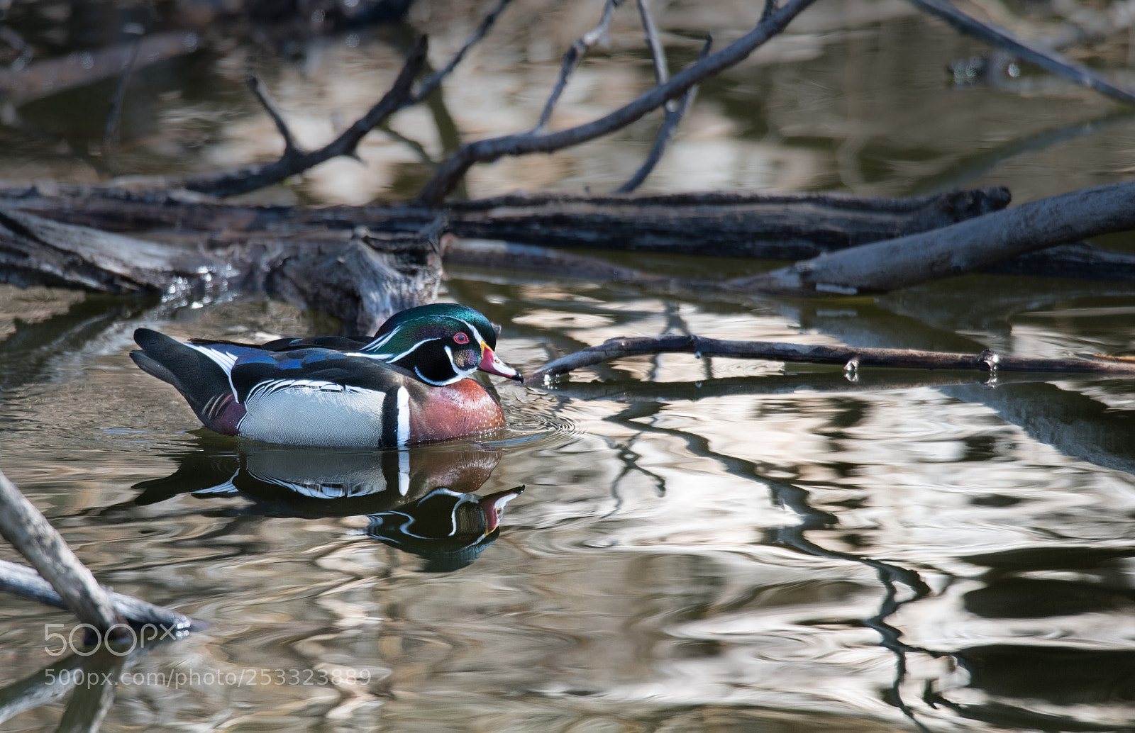 Nikon D850 sample photo. Wood duck photography