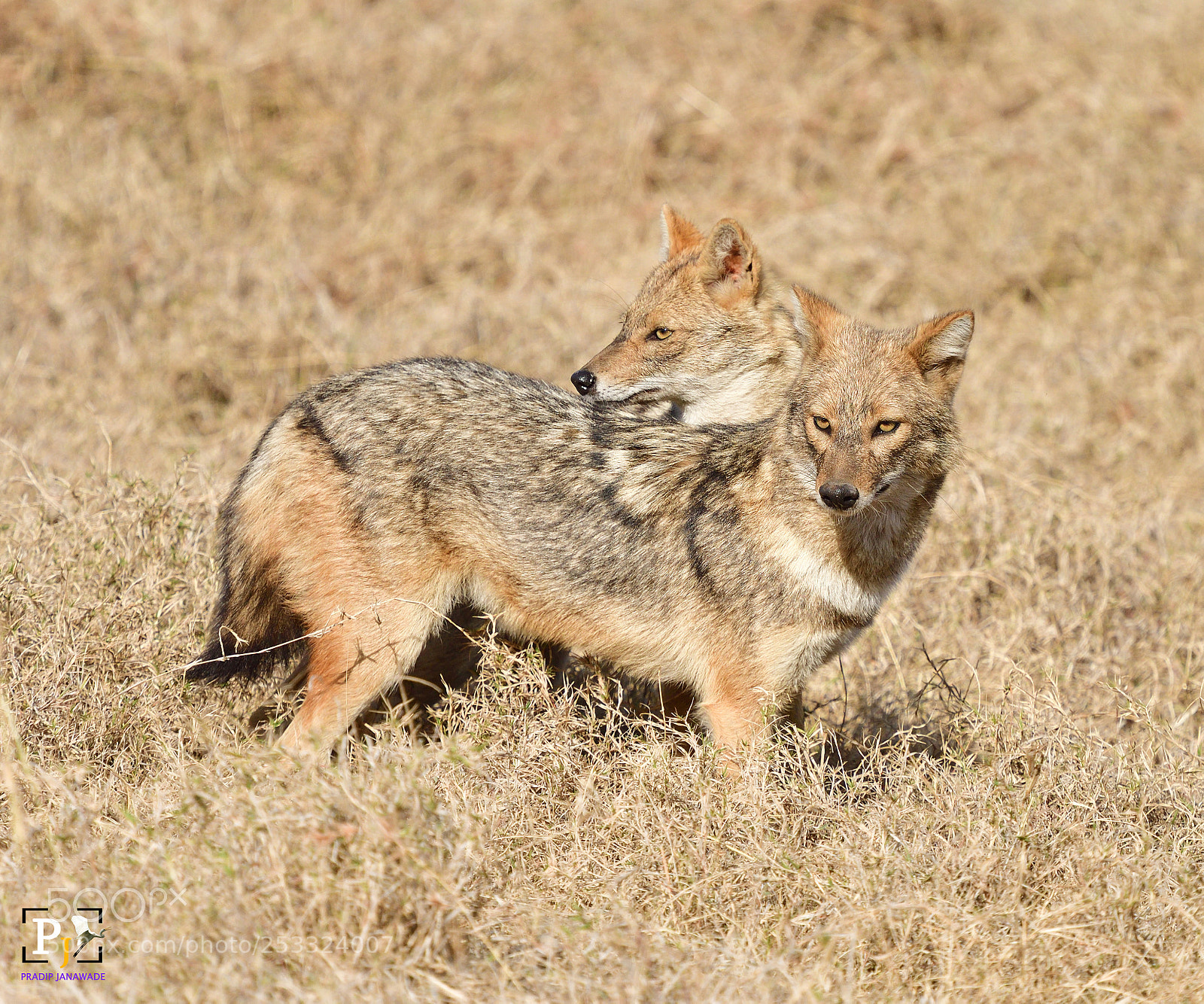 Nikon D500 sample photo. Jackal family,@panna, photography