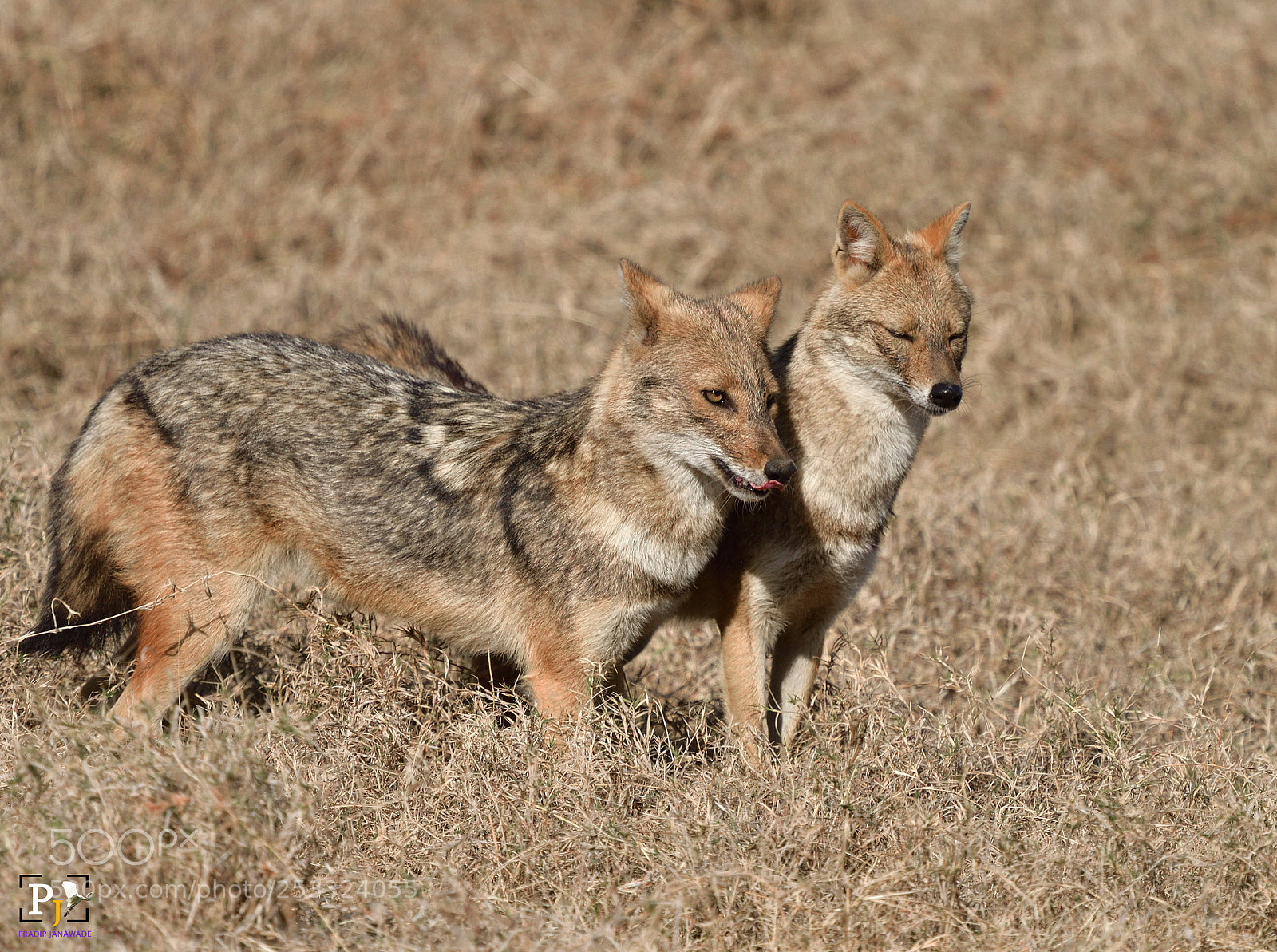 Nikon D500 sample photo. Jackal family,@panna, photography