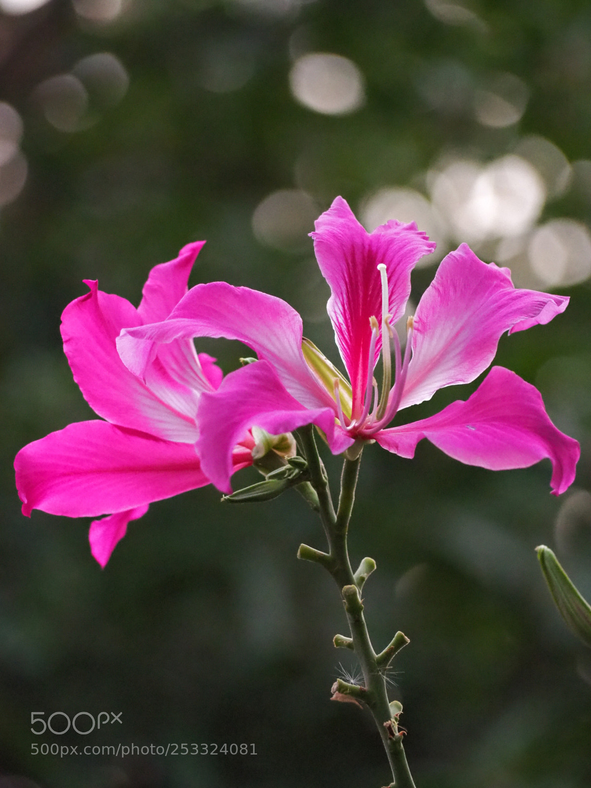 Olympus OM-D E-M10 III sample photo. Pink flower photography