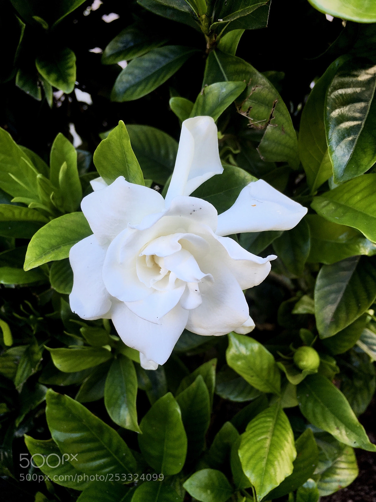 Apple iPhone SE sample photo. White rose in spring  photography