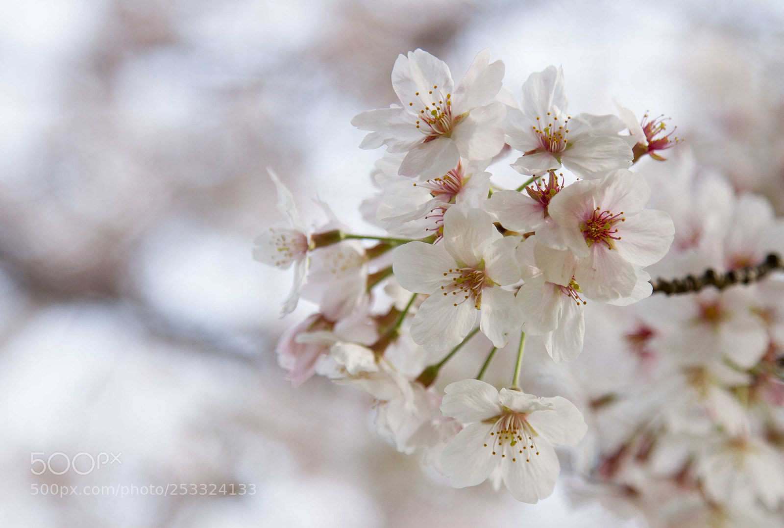 Canon EOS 7D sample photo. Sakura photography