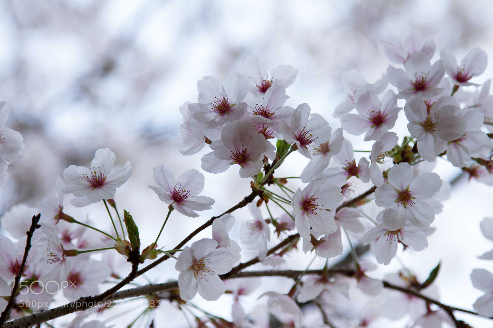 Canon EOS 7D sample photo. Sakura photography