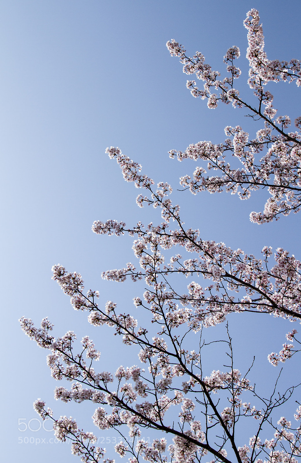 Canon EOS 7D sample photo. Sakura photography