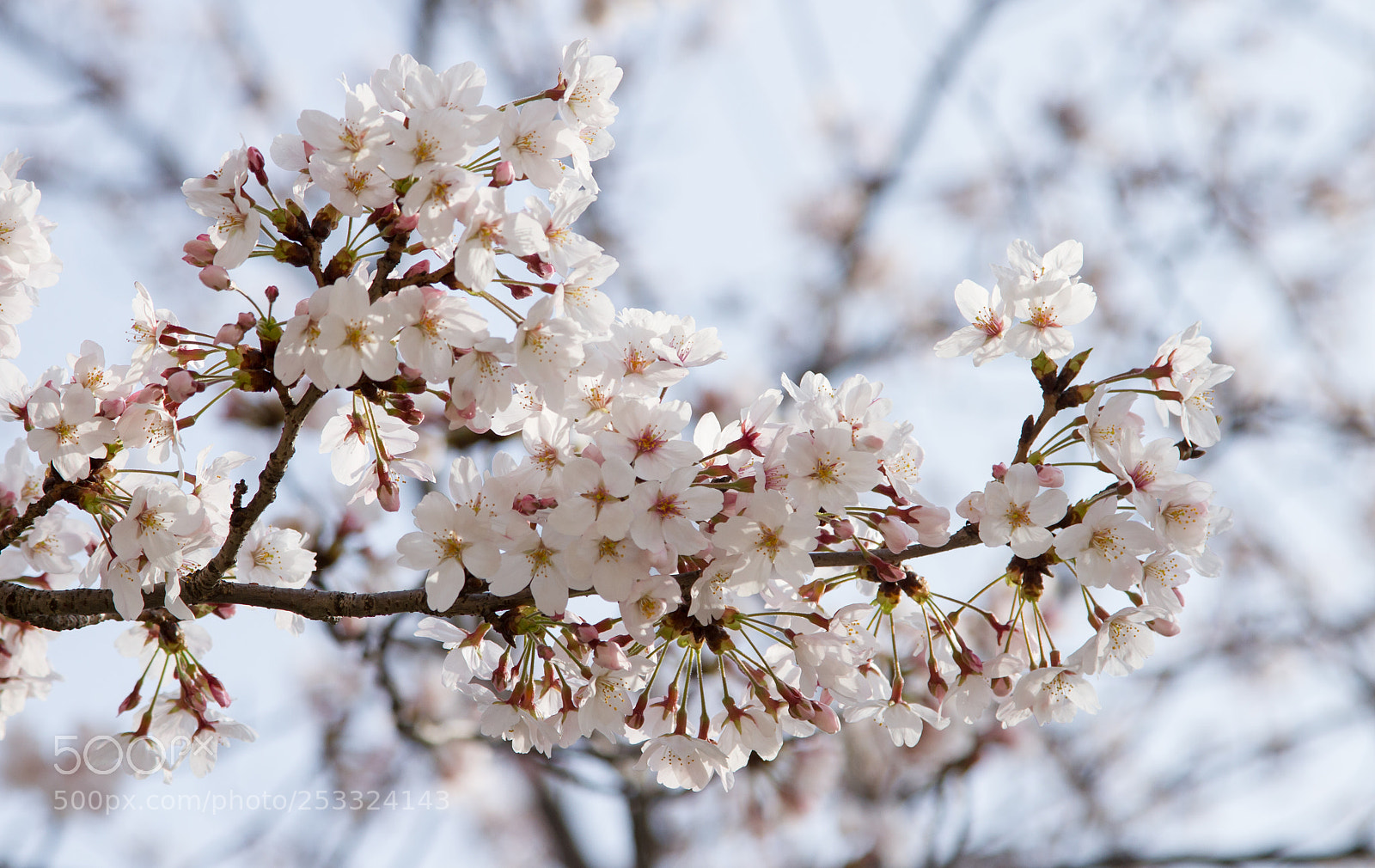 Canon EOS 7D sample photo. Sakura photography