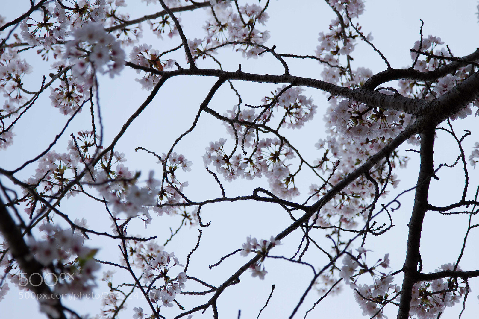 Canon EOS 7D sample photo. 011.jpg photography