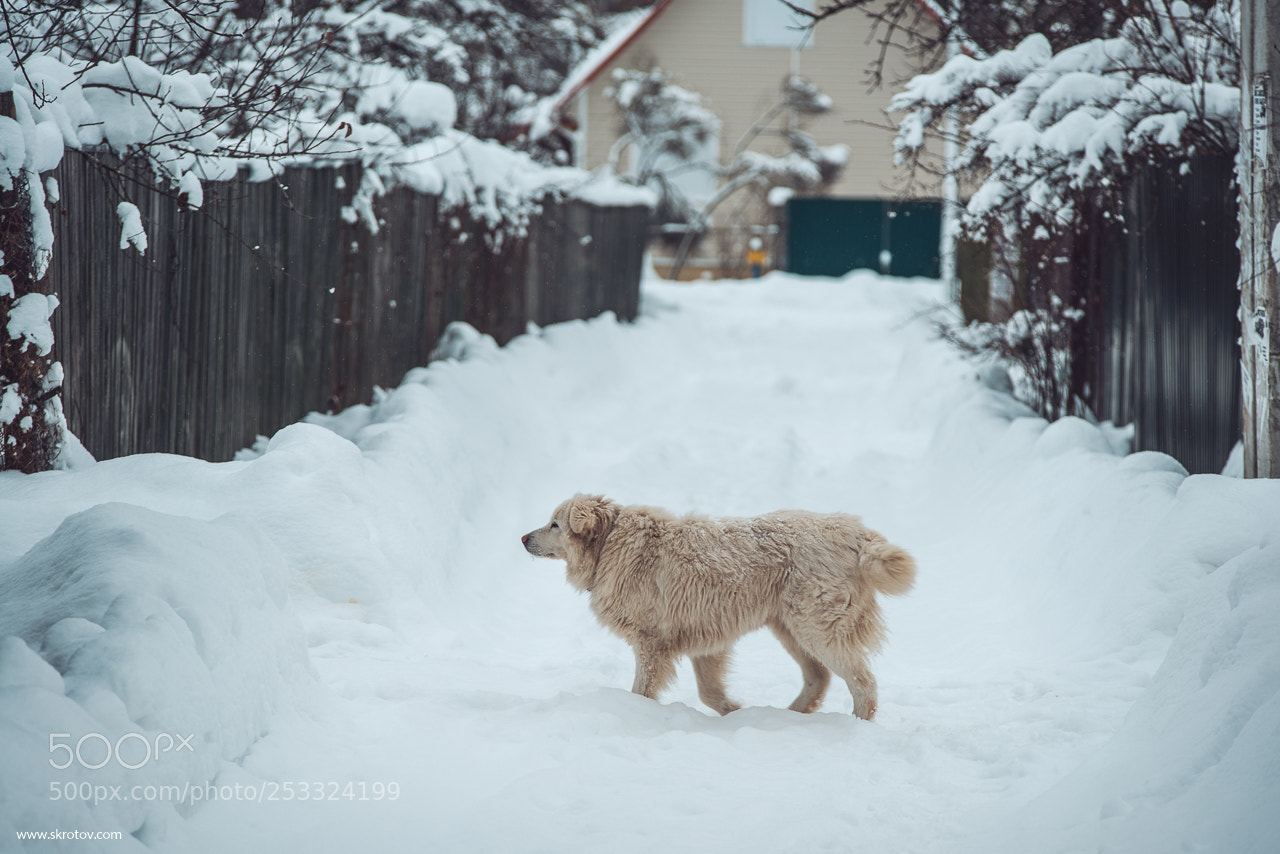 Nikon D800 sample photo. Wtinter tail with my photography