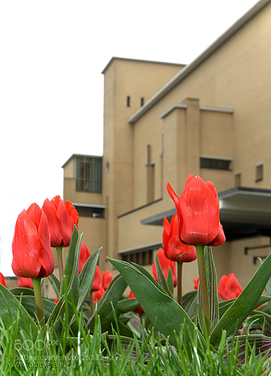 Nikon D700 sample photo. Tulip photography