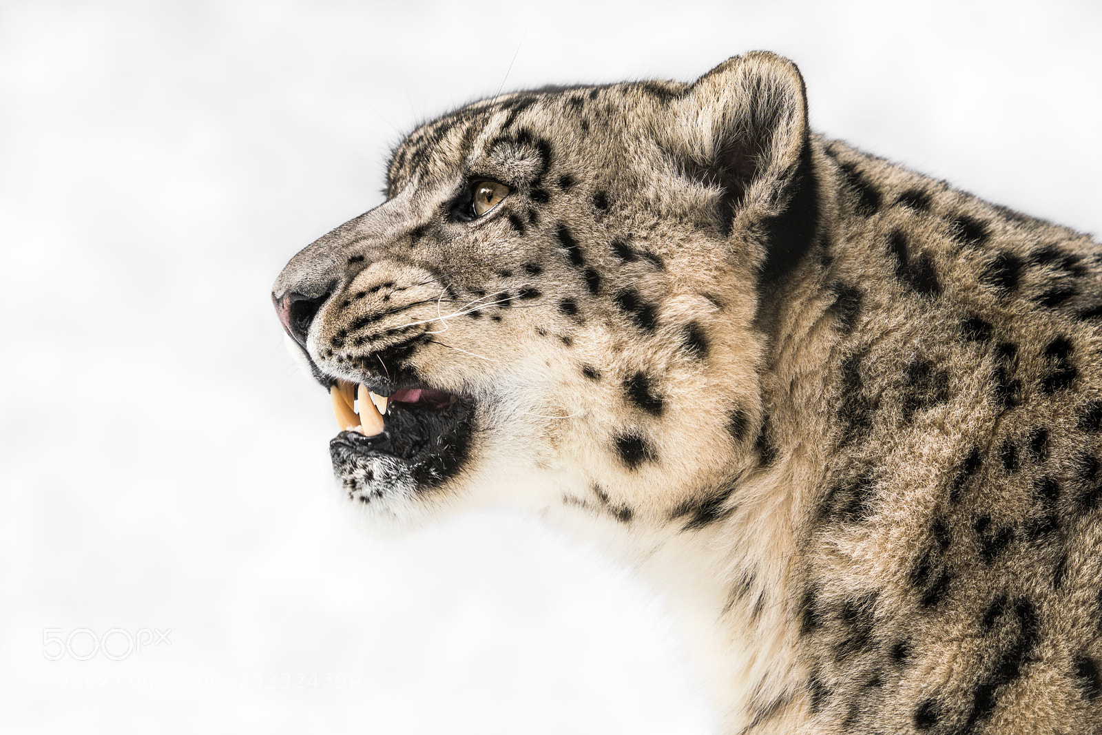 Sony a7R III sample photo. Snow leopard in profile photography