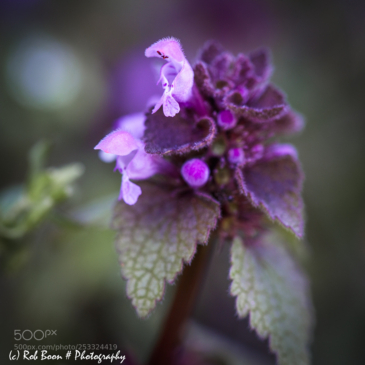 Canon EOS 5DS sample photo. Nettle photography