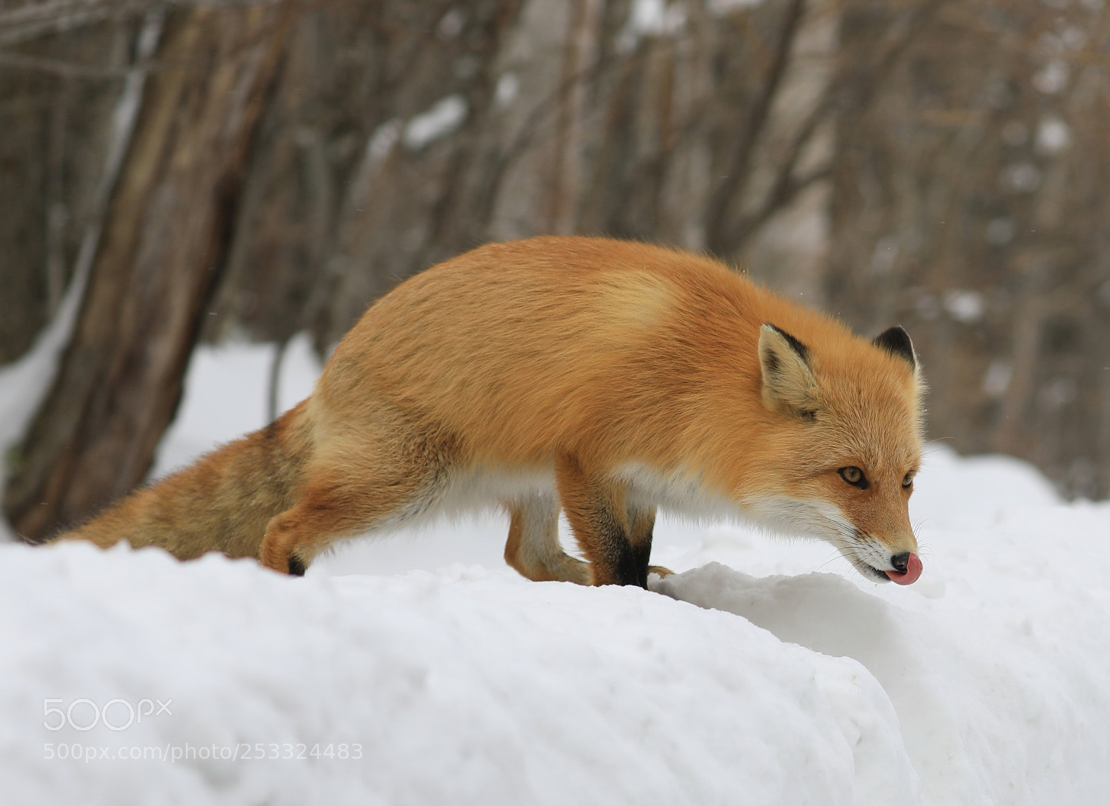Canon EOS 5D Mark IV sample photo. Renard roux hokkaido au photography