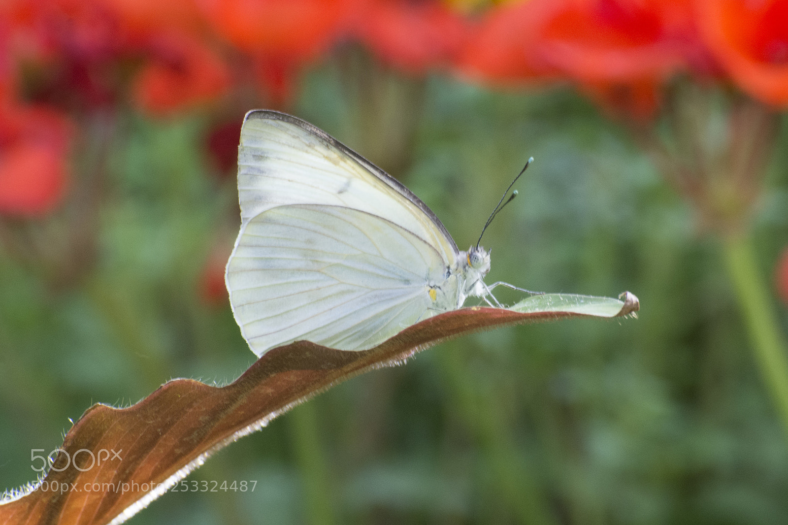 Nikon D7200 sample photo. Butterfly 2018-5 photography