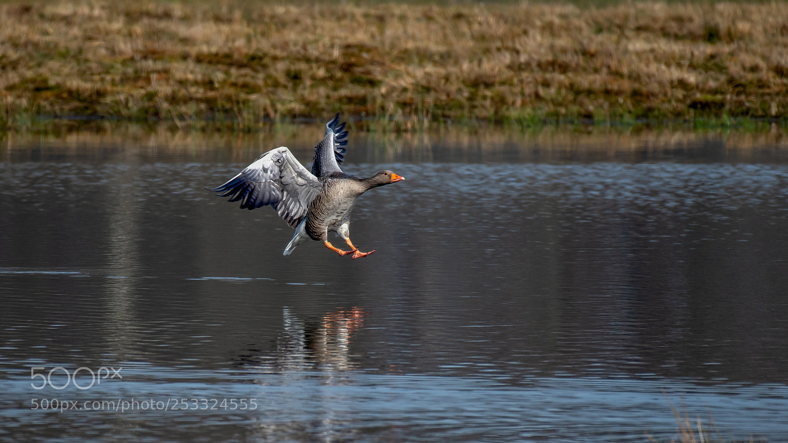Nikon D500 sample photo. Landende gans photography