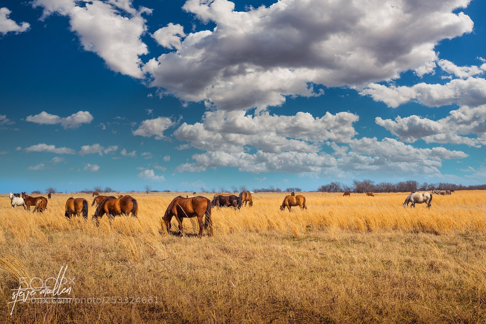 Sony a7R III sample photo. Oklahoma wild horses photography