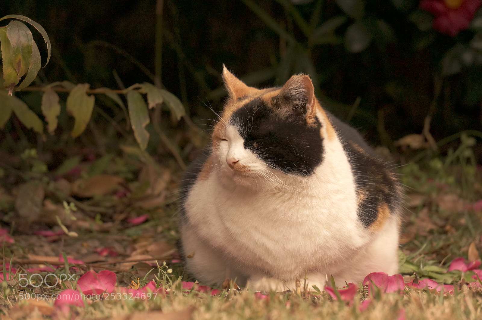 Sony Alpha NEX-6 sample photo. Apacibilidad photography