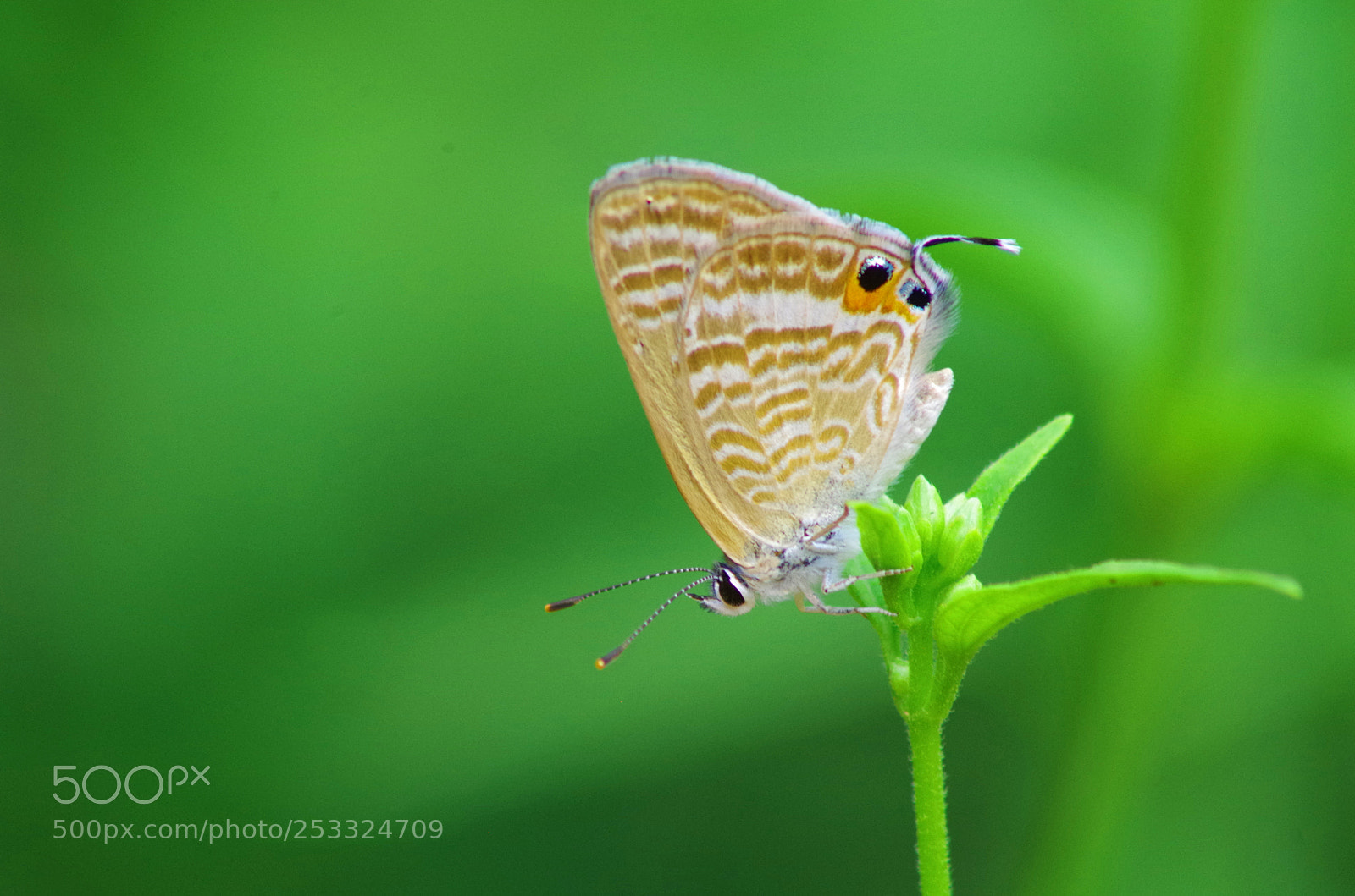 Pentax K-500 sample photo. Pea blue ! photography