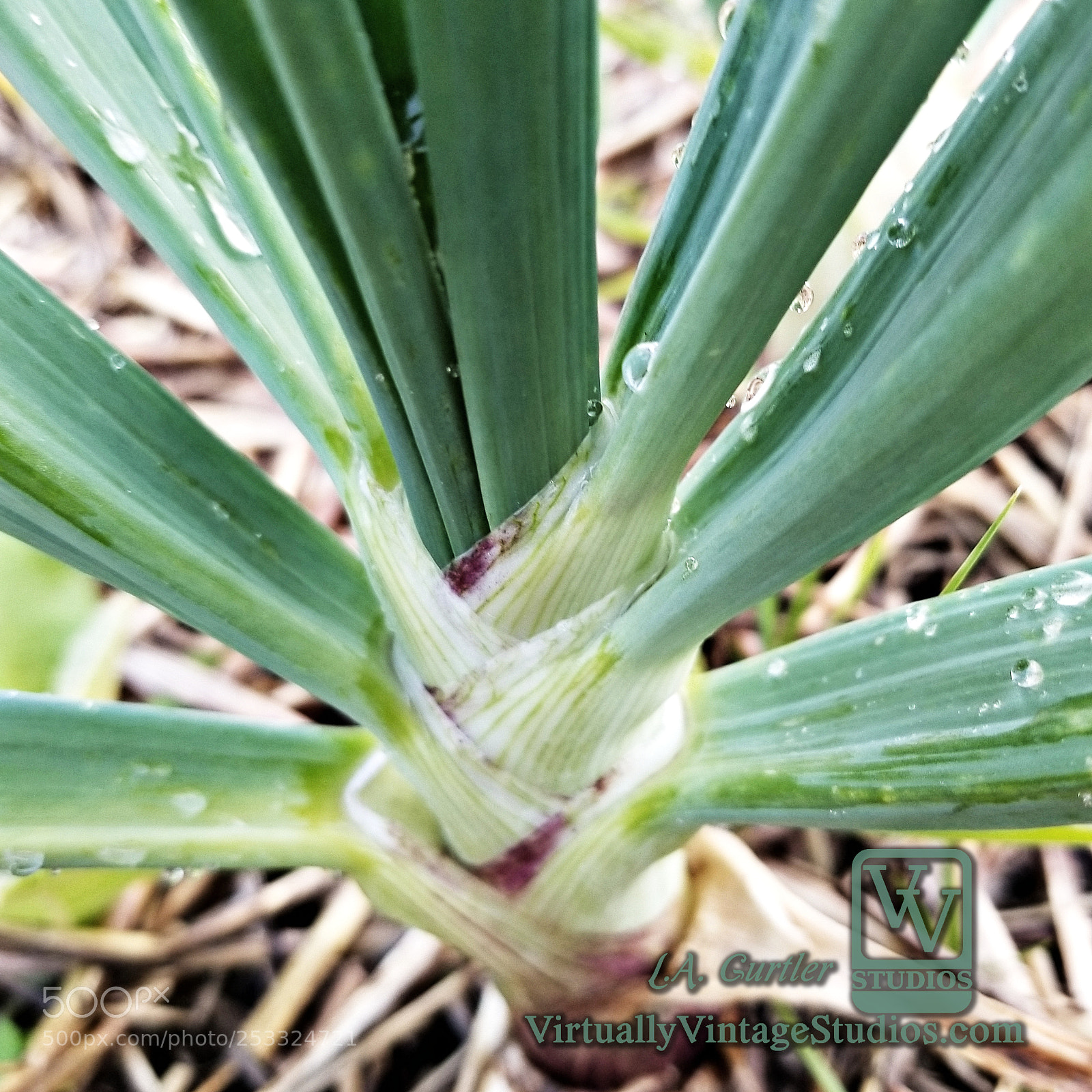 Samsung Galaxy S8 sample photo. Red onion photography