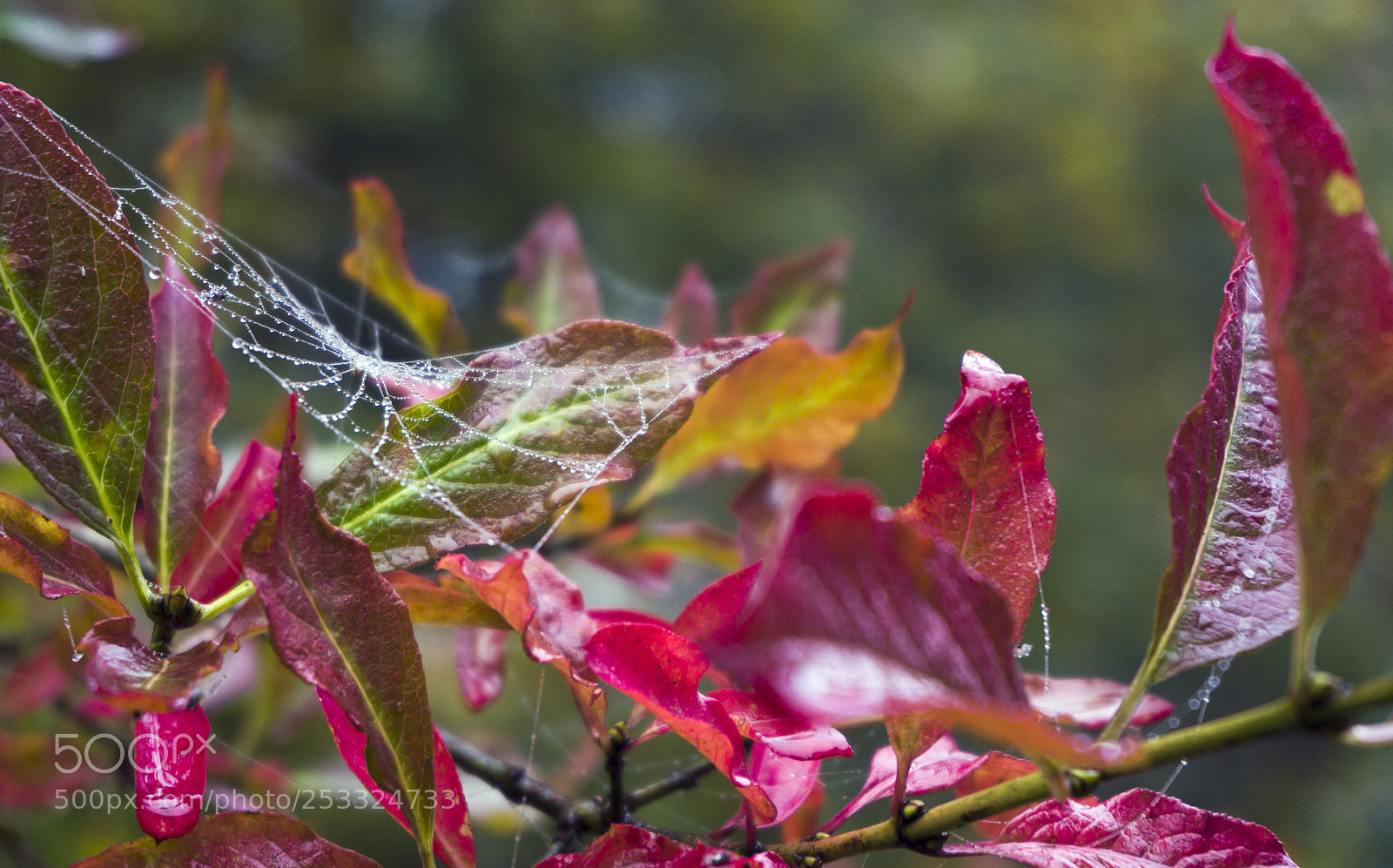 Sony Alpha NEX-5R sample photo. Web and dew photography