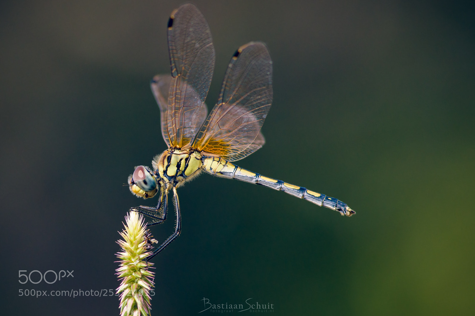 Canon EOS 5DS R sample photo. Dragonfly photography