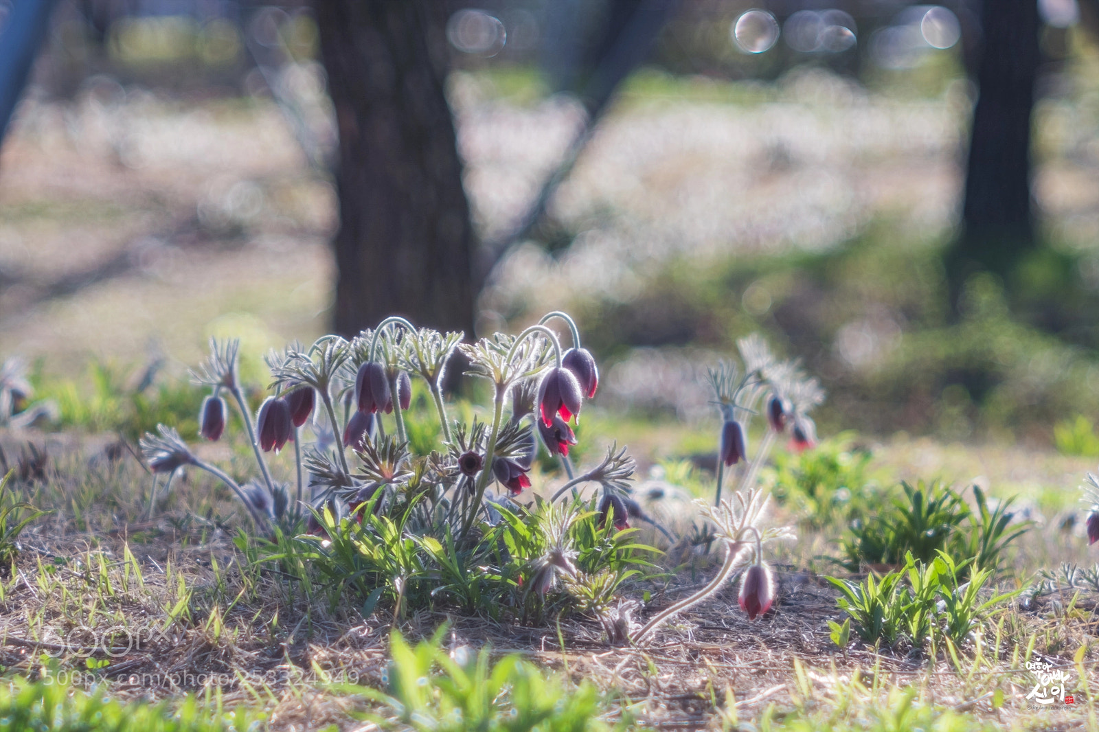 Fujifilm X-T2 sample photo. Korean pasque flower photography