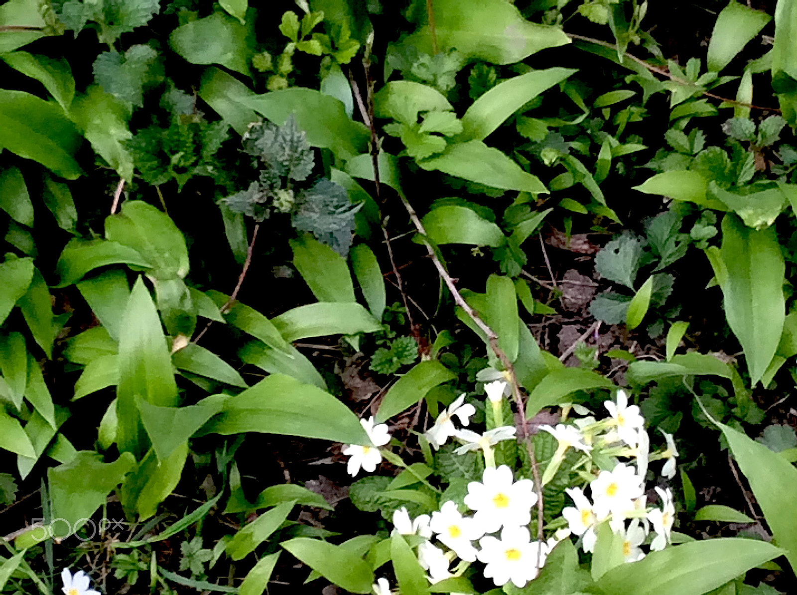 Apple iPad Air sample photo. April, april photography
