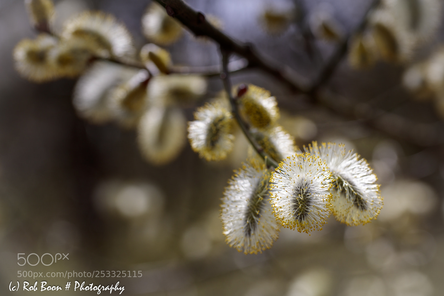 Canon EOS 5DS sample photo. Wilgenkatjes 2 photography