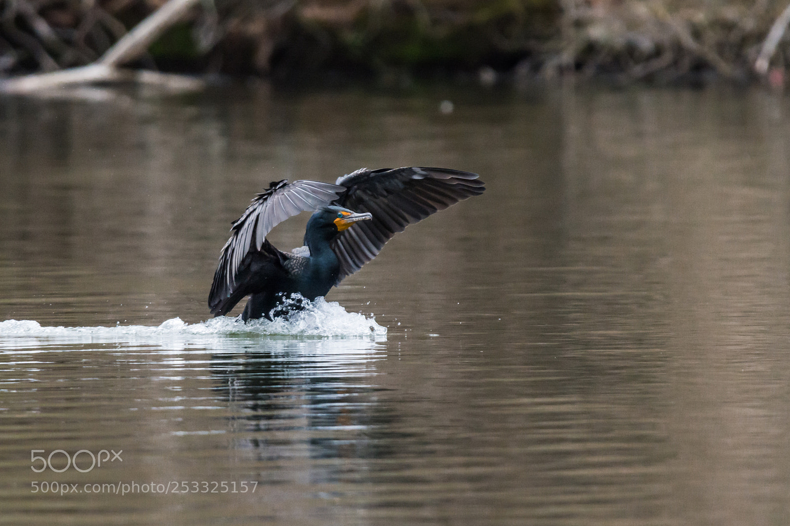 Nikon D7100 sample photo. Comorant landing photography