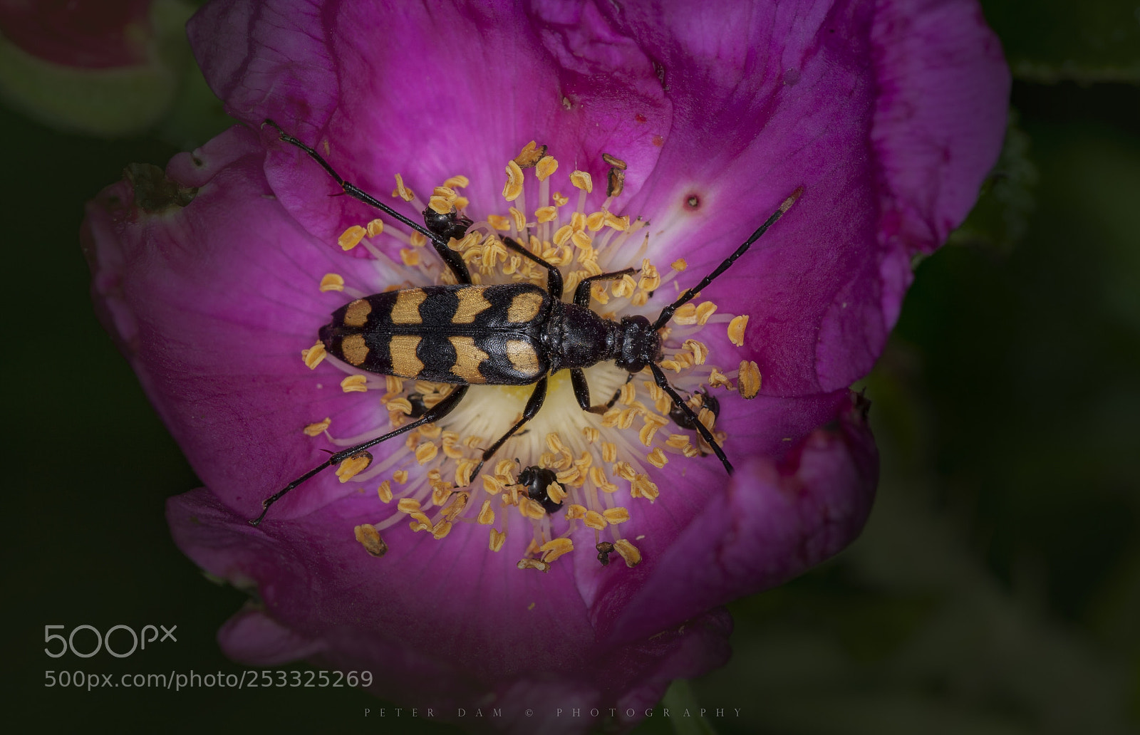 Canon EOS-1D Mark III sample photo. Longhorn beetle photography