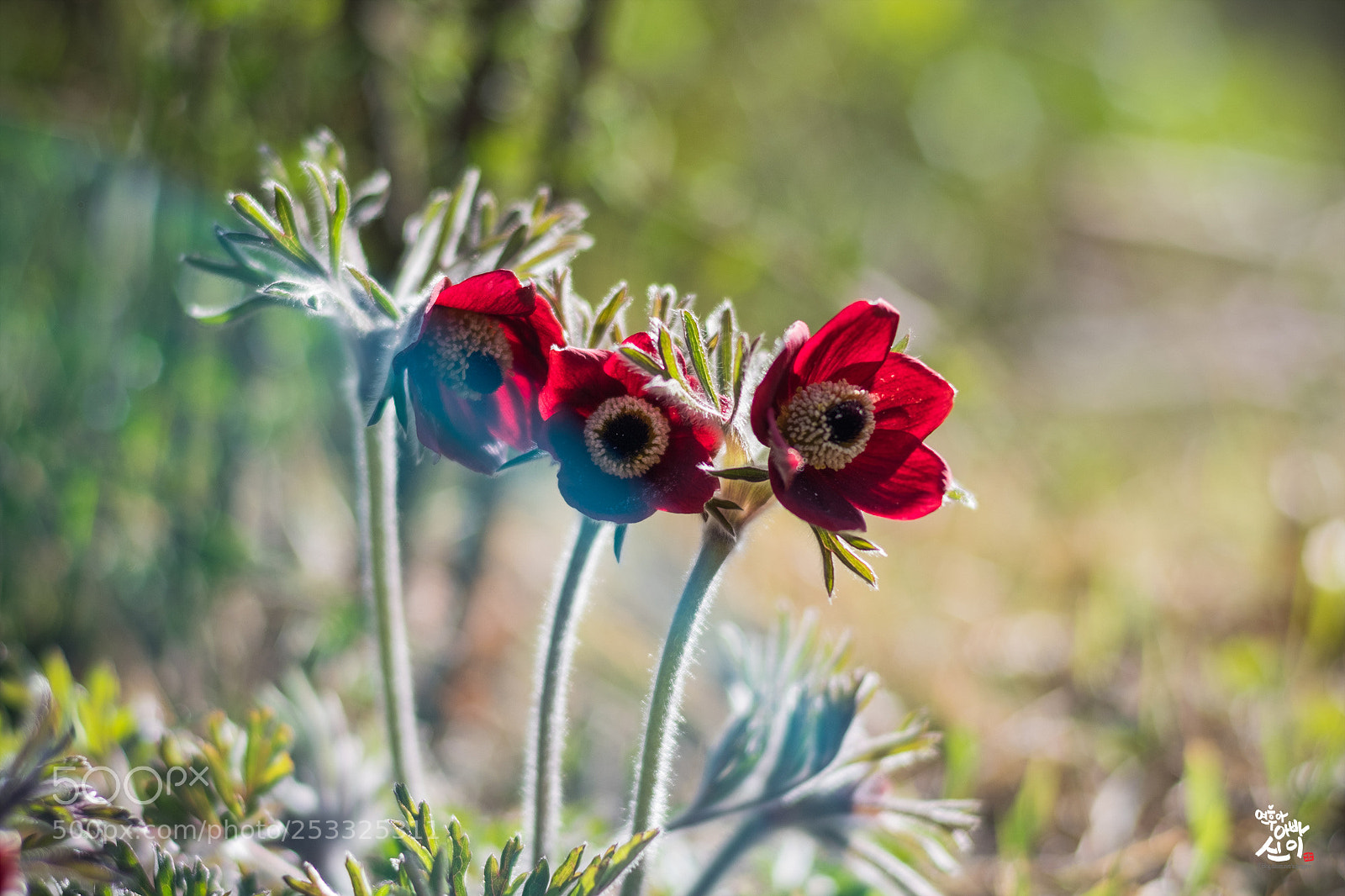 Fujifilm X-T2 sample photo. Korean pasque flower 02 photography