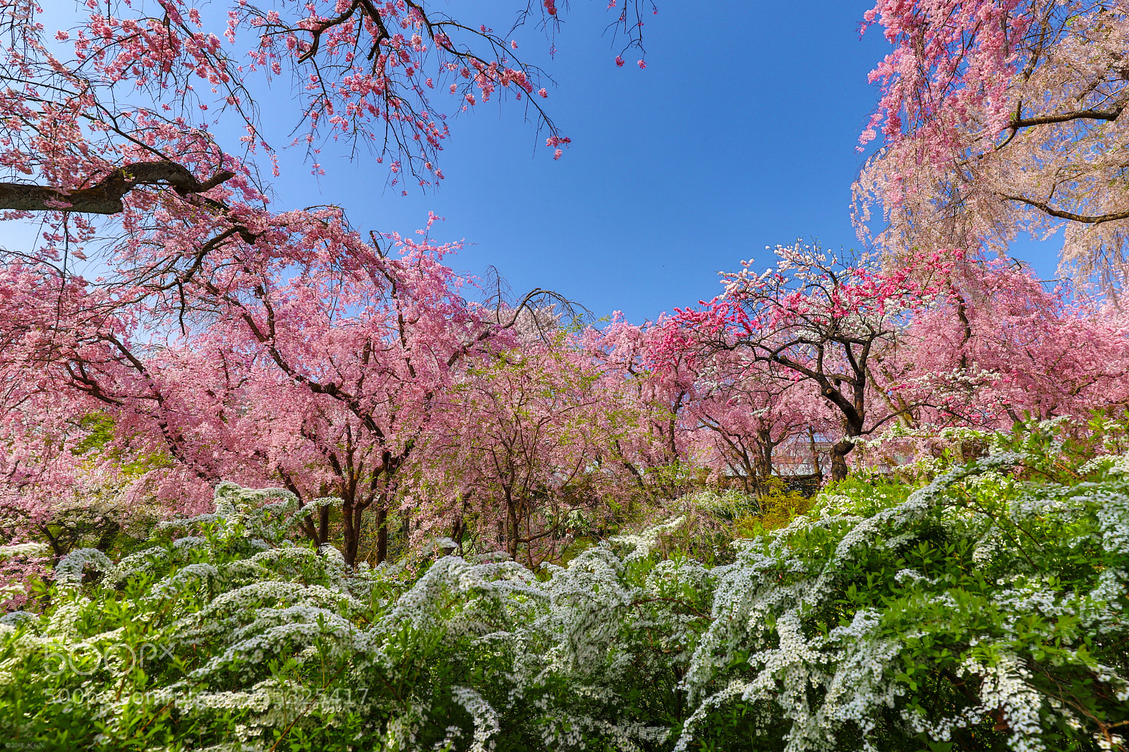 Canon EOS 6D Mark II sample photo. Spring colors and sky photography